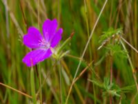 Geranium sanguineum Ulricedal, Malmö, Skåne, Sweden 20190701_0053