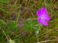 Geranium sanguineum Ulricedal, Malmö, Skåne, Sweden 20190701_0054