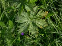 Geranium sylvaticum Banvallen Handikapbadet, Ribersborg, Malmö, Skåne, Sweden 20170521_0001