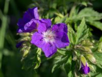 Geranium sylvaticum Banvallen Handikapbadet, Ribersborg, Malmö, Skåne, Sweden 20170521_0002