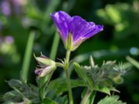 Geranium sylvaticum Banvallen Handikapbadet, Ribersborg, Malmö, Skåne, Sweden 20170521_0003