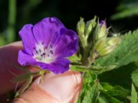 Geranium sylvaticum Banvallen Handikapbadet, Ribersborg, Malmö, Skåne, Sweden 20170521_0005