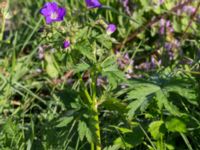 Geranium sylvaticum Banvallen Handikapbadet, Ribersborg, Malmö, Skåne, Sweden 20170521_0007