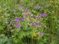 Geranium sylvaticum Bråfors, Norberg, Västmanland, Sweden 20150705_0410