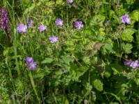 Geranium sylvaticum Gråborg, Mörbylånga, Öland, Sweden 20150607_0054