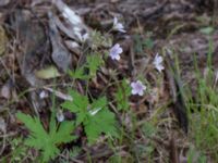 Geranium sylvaticum Vitberget, Älvsbyn, Norrbotten, Sweden 20150711_0598