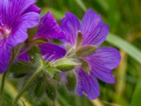 Geranium x magnificum Flygarvägen 19B, Höllviken, Vellinge, Skåne, Sweden 20170609_0041