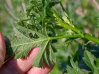 Geranium x magnificum Hamnutfyllnaden, Halmstad, Halland, Sweden 20190606_0090