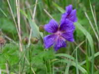 Geranium x magnificum Risarps grustag, Harplinge, Halmstad, Halland, Sweden 20220612_0050