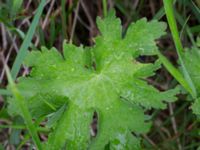 Geranium x magnificum Risarps grustag, Harplinge, Halmstad, Halland, Sweden 20220612_0051