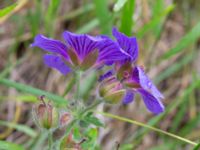 Geranium x magnificum Risarps grustag, Harplinge, Halmstad, Halland, Sweden 20220612_0052