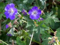 Geranium x magnificum Sliparebacken N delen, Lund, Skåne, Sweden 20220804_0028