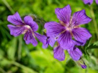 Geranium x magnificum Ulricedal, Malmö, Skåne, Sweden 20200617_0058