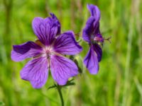 Geranium x magnificum Ulricedal, Malmö, Skåne, Sweden 20200617_0063