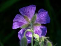 Geranium x magniicum Hamnutfyllnaden, Halmstad, Halland, Sweden 20190606_0116