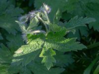 Geranium x magniicum Hamnutfyllnaden, Halmstad, Halland, Sweden 20190606_0119