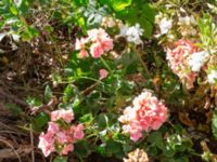 Pelargonium x hortorum Scoutstugan, Bunkeflo strandängar, Malmö, Skåne, Sweden 20180923_0035