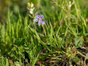 Erodium ciconium - Sand Stork's-bill - Storknäva