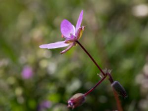 Erodium cicutarium - Common Stork´s-bill - Skatnäva