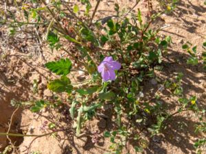 Erodium hesperium