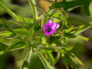 Geranium columbinum - Long-stalked Crane's-bill - Duvnäva