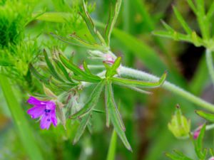 Geranium dissectum - Cut-leaved Crane's-bill - Fliknäva