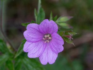 Geranium endressii - French Crane's-bill - Spansknäva