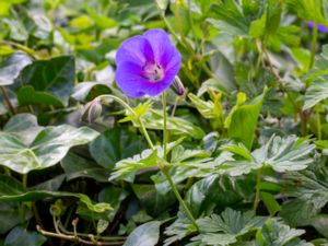 Geranium himalayense - Himalayan Crane's-bill - Praktnäva