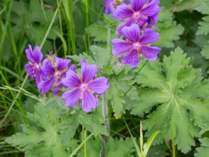 Geranium ibericum - Caucasian Crane's-bill