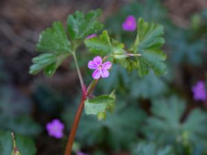 Geranium lucidum - Shining Crane's-bill - Glansnäva