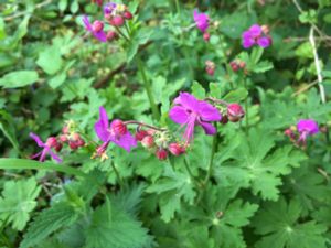 Geranium macrorrhizum - Rock Crane's-bill - Flocknäva