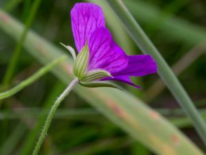 Geranium palustre - Marsh Cranesbill - Kärrnäva