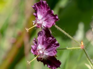 Geranium phaeum - Dusky Crane's-bill - Brunnäva