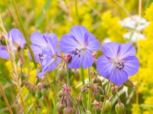 Geranium pratense - Meadow Crane's-bill - Ängsnäva