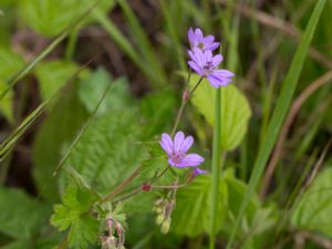 Geranium pyrenaicum - Hedgerow Crane´s-bill - Skuggnäva