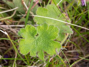 Geranium renardii - Caucasian Cranesbill - Nätnäva