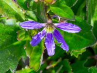 Scaevola aemula Svedala jorddeponi, Svedala, Skåne, Sweden 20231022_0139