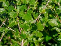 Ribes alpinum Hamnutfyllnaden, Halmstad, Halland, Sweden 20190606_0112