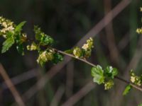 Ribes alpinum Horna, Åhus, Kristianstad, Skåne, Sweden 20150503_0200