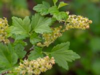 Ribes alpinum Lindängelunds rekreationsområde, Malmö, Skåne, Sweden 20230505_0032