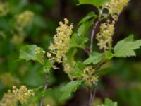 Ribes alpinum Lindängelunds rekreationsområde, Malmö, Skåne, Sweden 20230505_0033