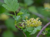 Ribes alpinum Lindängelunds rekreationsområde, Malmö, Skåne, Sweden 20230505_0037