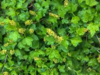 Ribes alpinum Norra Friluftsstaden, Malmö, Skåne, Sweden 20150426 IMG_2033