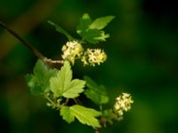 Ribes alpinum Scoutstugan, Bunkeflostrand, Malmö, Skåne, Sweden 20180510_0008