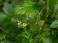 Ribes alpinum Scoutstugan, Bunkeflostrand, Malmö, Skåne, Sweden 20220620_0015