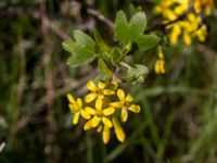 Ribes aureum Furehovsvägen, Åhus, Kristianstad, Skåne, Sweden 20150503_0217