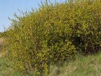 Ribes aureum Furehovsvägen, Åhus, Kristianstad, Skåne, Sweden 20150503_0218