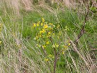 Ribes aureum Terekudden, Bunkeflo strandängar, Malmö, Skåne, Sweden 20160430_0001