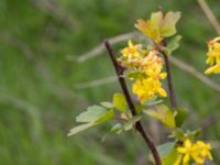 Ribes aureum Terekudden, Bunkeflo strandängar, Malmö, Skåne, Sweden 20160430_0002