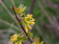 Ribes aureum Terekudden, Bunkeflo strandängar, Malmö, Skåne, Sweden 20160430_0003